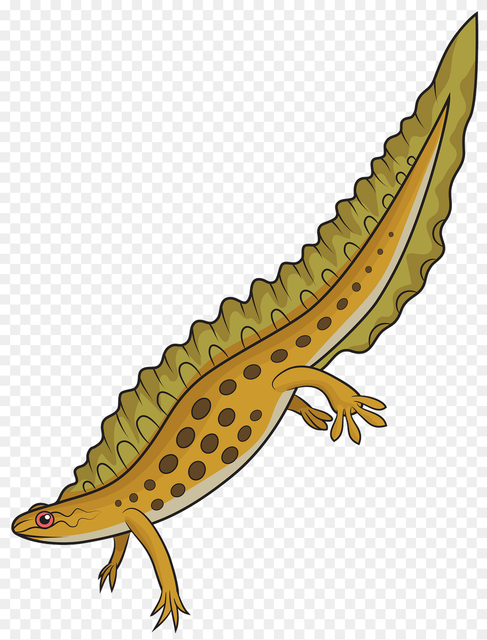 Smooth Newt Clipart, Animal, Wildlife, Amphibian, Salamander Free Png