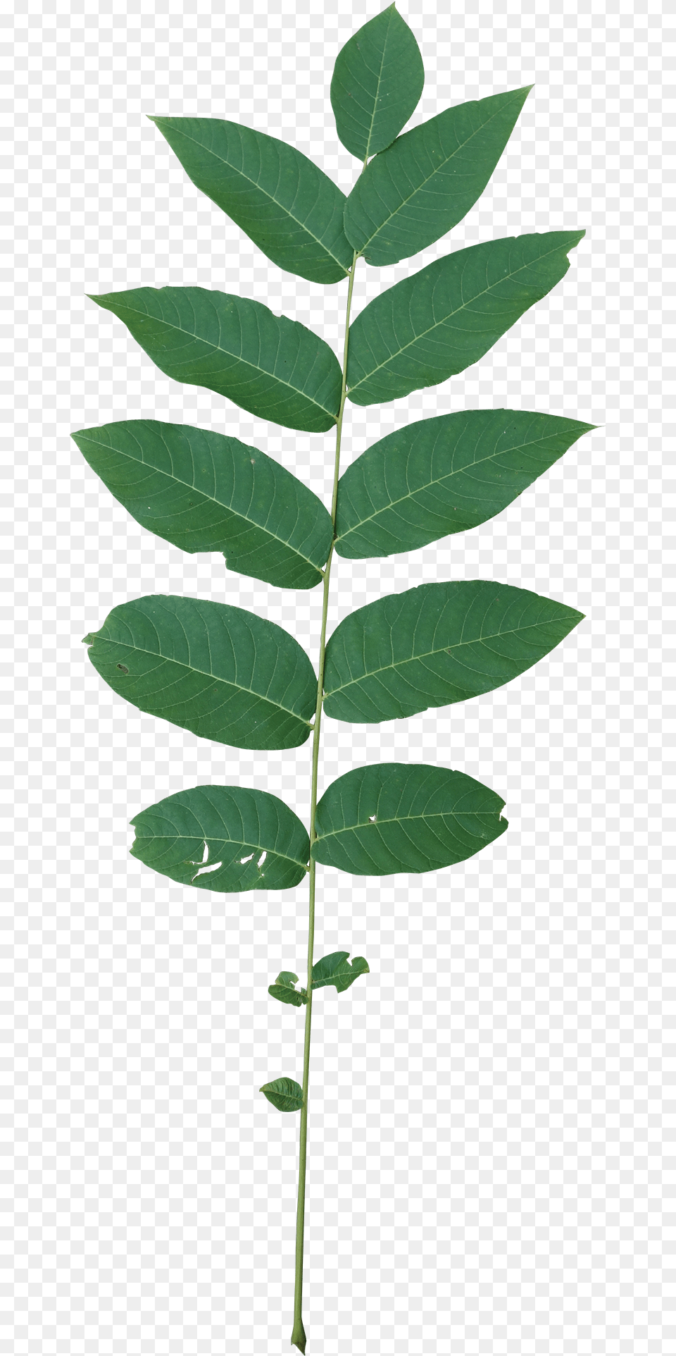 Smooth Sumac, Leaf, Plant, Tree, Astragalus Free Png Download