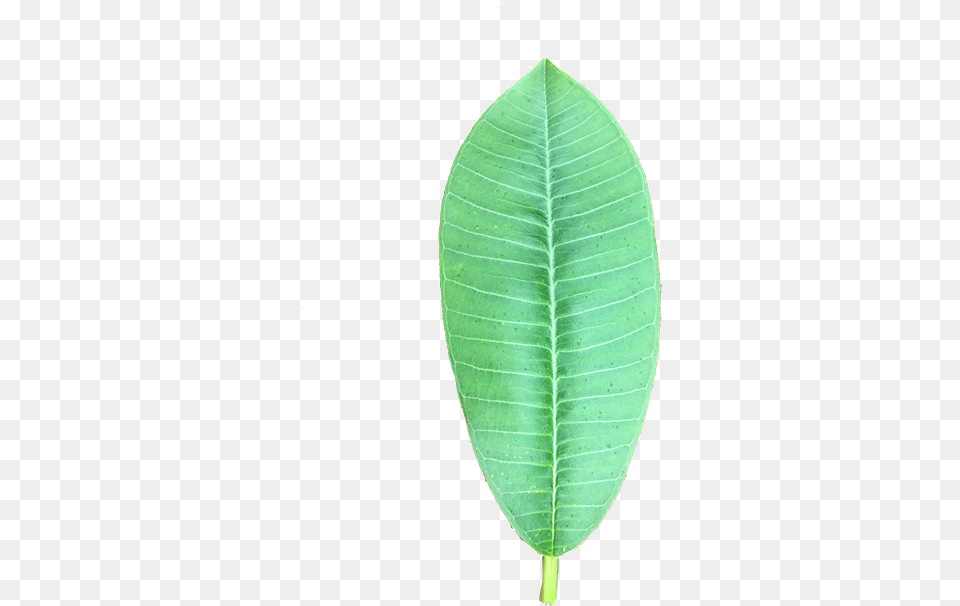 Smooth Sumac, Leaf, Plant, Annonaceae, Tree Free Png Download