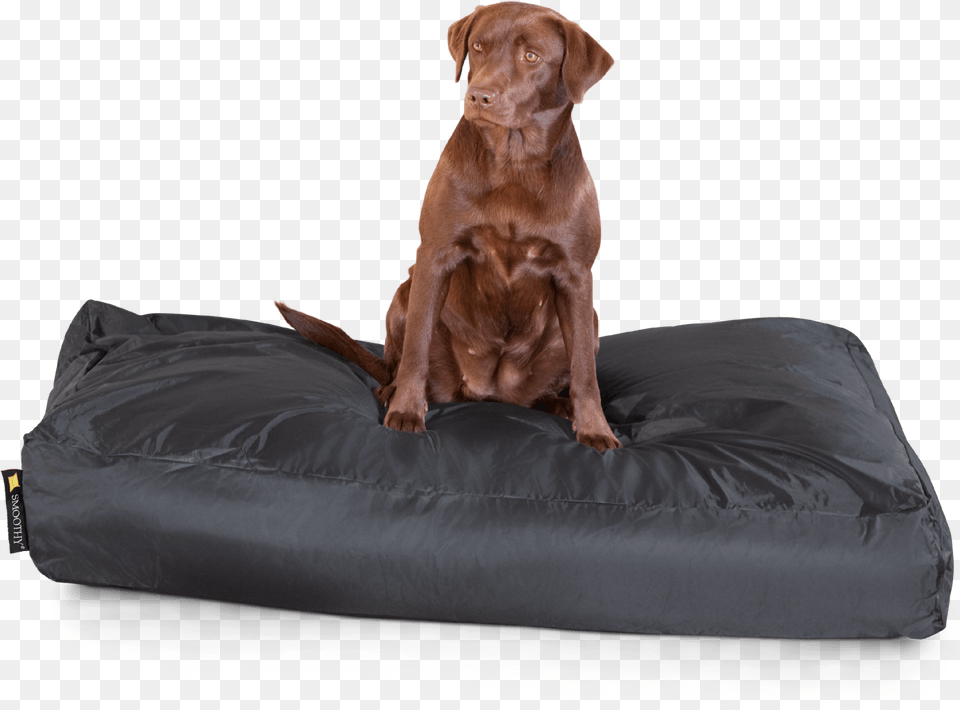 Smoothy Classic Dog Bed Xxl Labrador Retriever, Animal, Canine, Mammal, Pet Png Image