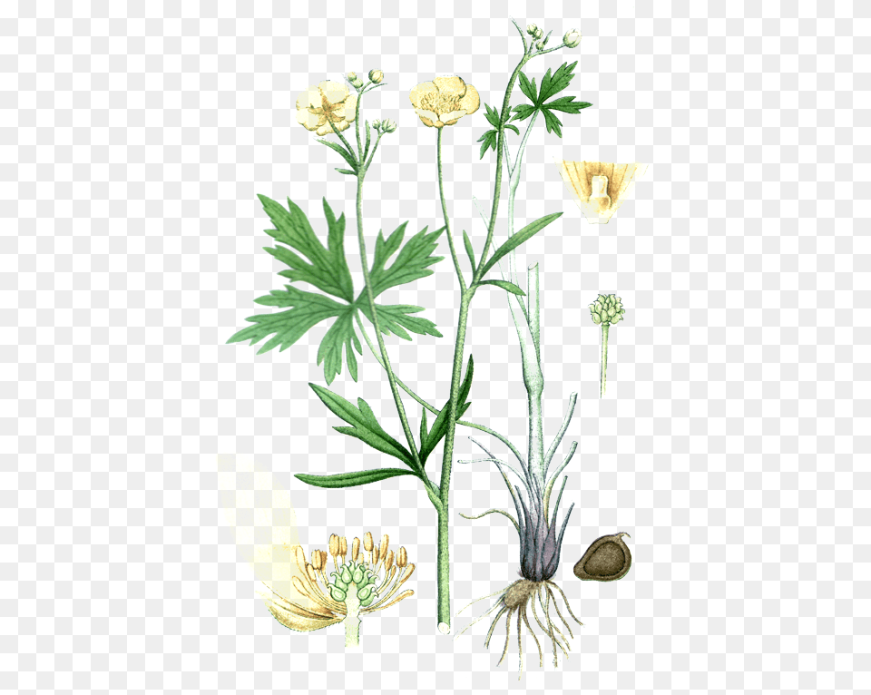 Smorblomma Medium Ranunculus Acris, Herbal, Herbs, Plant, Art Png Image