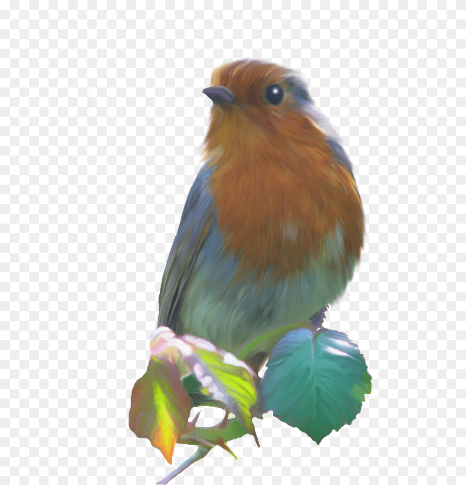 Smudge Painted Robin European Robin, Animal, Bird, Jay, Bluebird Png Image