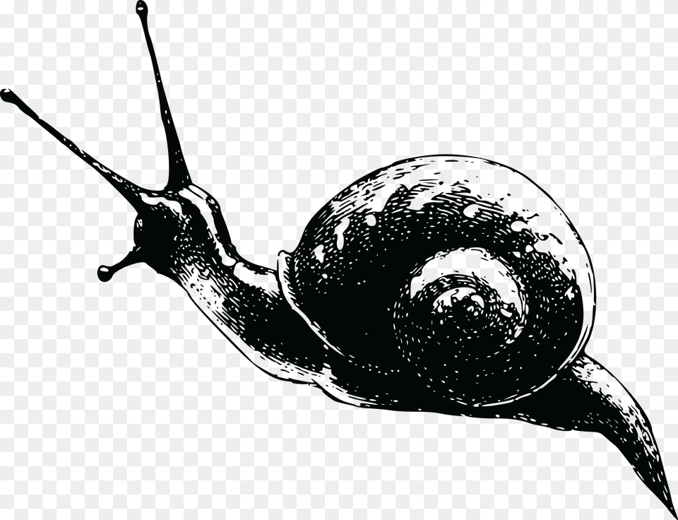 Snail, Animal, Invertebrate Free Png