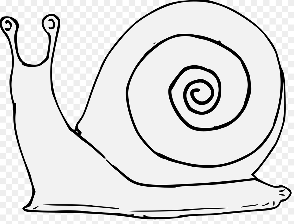 Snail, Animal, Invertebrate, Clothing, Hardhat Free Transparent Png