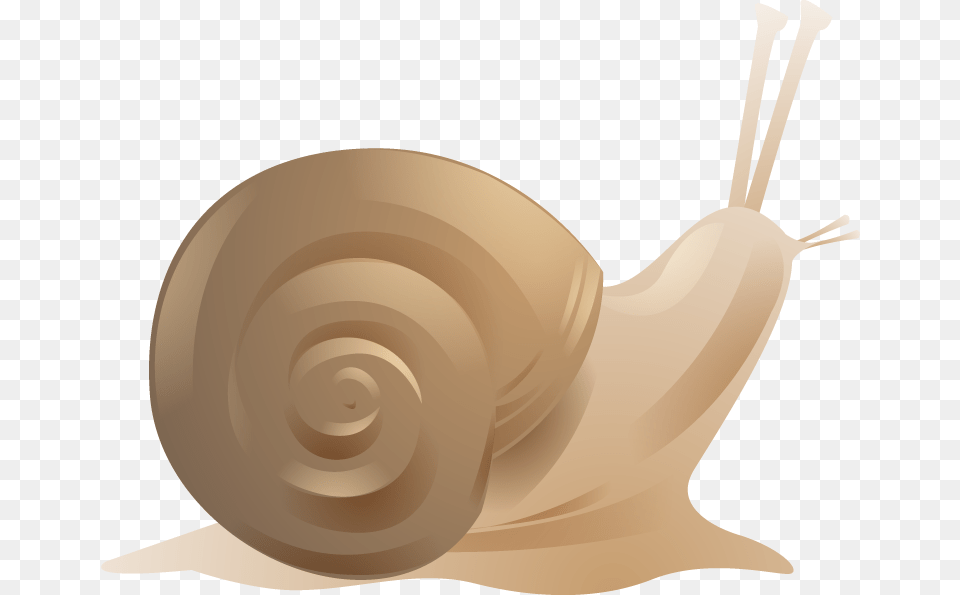 Snail, Animal, Invertebrate, Disk Png