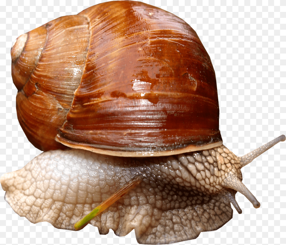 Snail, Animal, Insect, Invertebrate Free Png