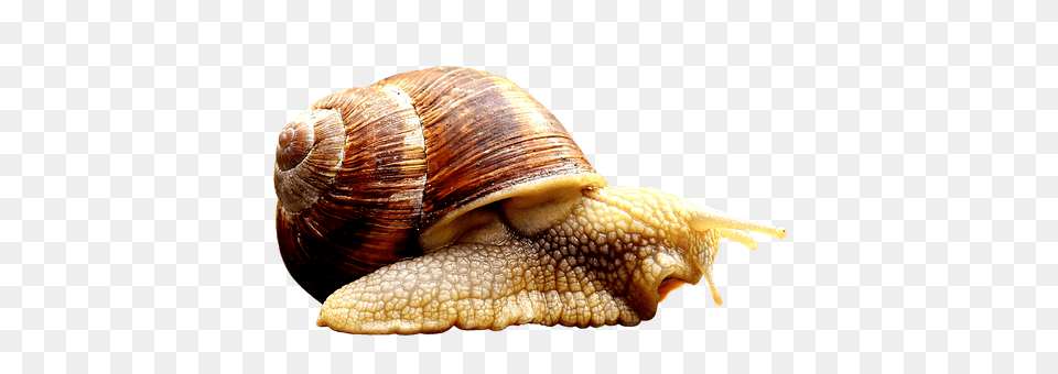 Snail Animal, Insect, Invertebrate Png Image