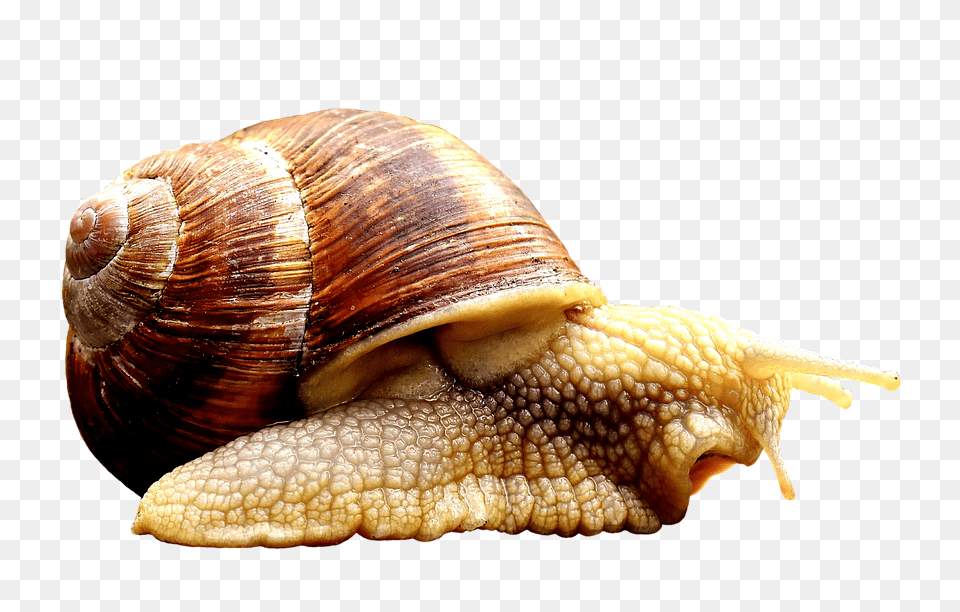 Snail Animal, Insect, Invertebrate Free Png