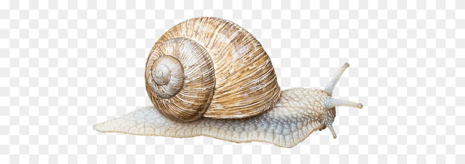 Snail Animal, Insect, Invertebrate Free Transparent Png