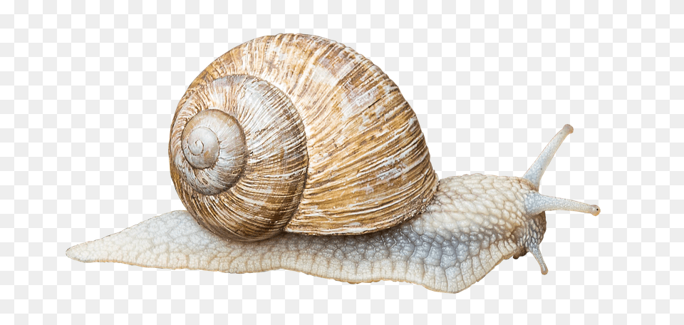 Snail Animal, Insect, Invertebrate Free Png Download