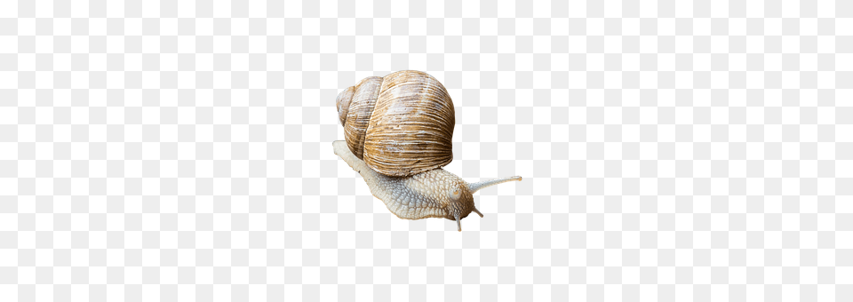 Snail Animal, Insect, Invertebrate Free Png Download