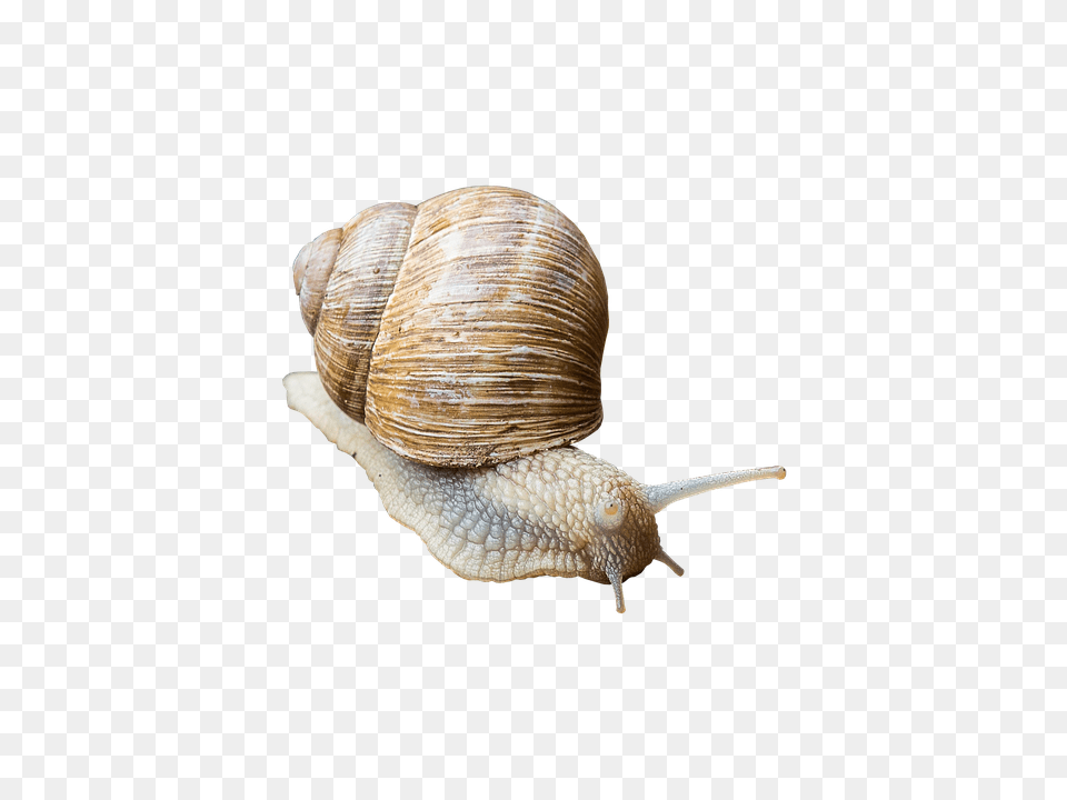 Snail Animal, Insect, Invertebrate Free Transparent Png