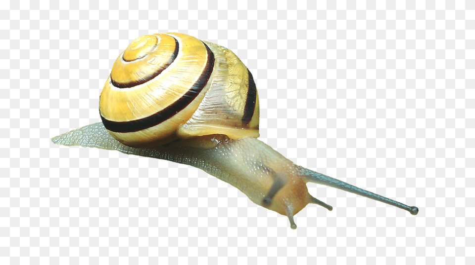 Snail Animal, Insect, Invertebrate Free Png Download