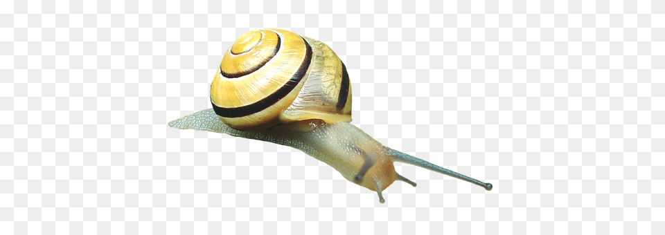 Snail Animal, Insect, Invertebrate Png