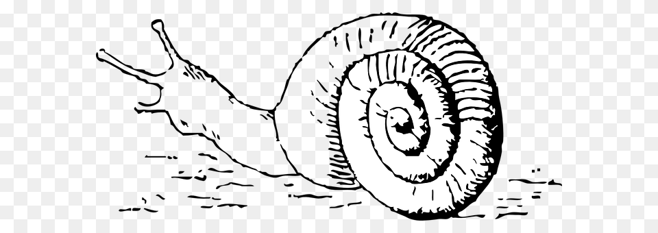 Snail Spiral, Coil Free Transparent Png