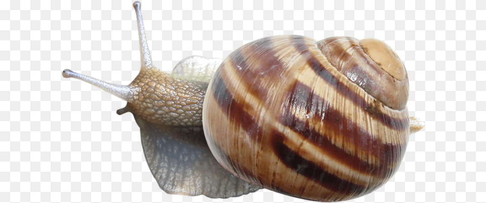 Snail, Animal, Insect, Invertebrate, Sea Life Free Transparent Png