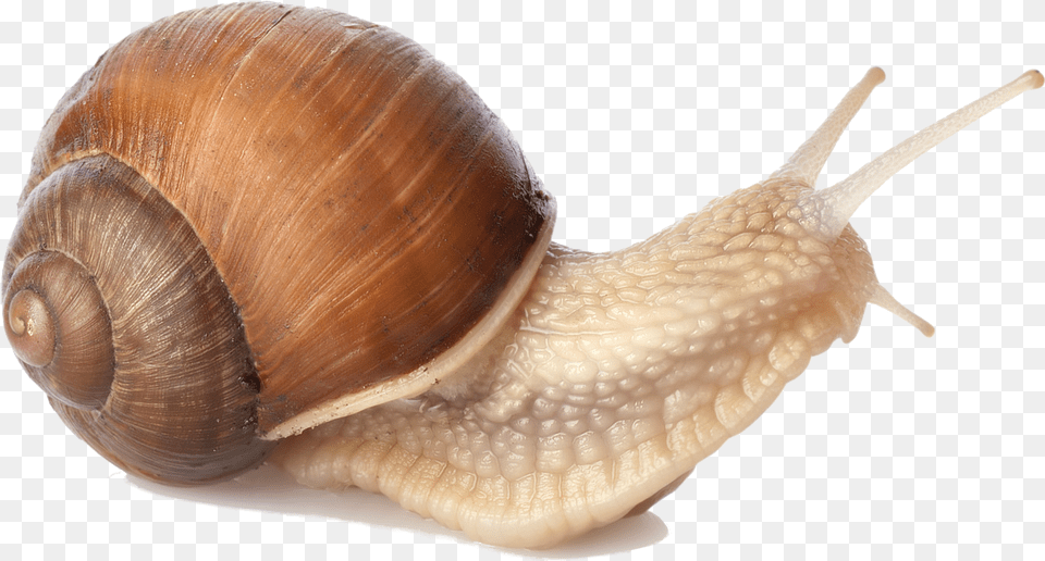 Snail, Animal, Insect, Invertebrate Png