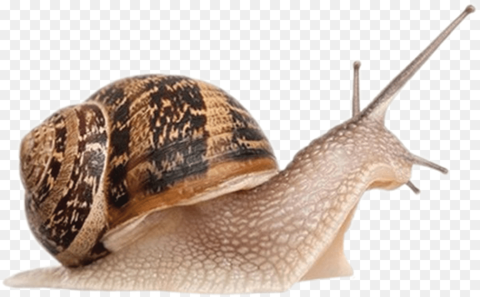 Snail, Animal, Invertebrate, Reptile, Snake Free Transparent Png