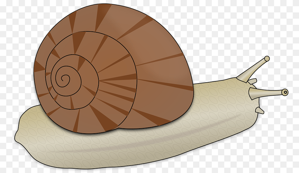Snail Animal Slow Spiral Clipart Escargot, Invertebrate, Disk Free Transparent Png