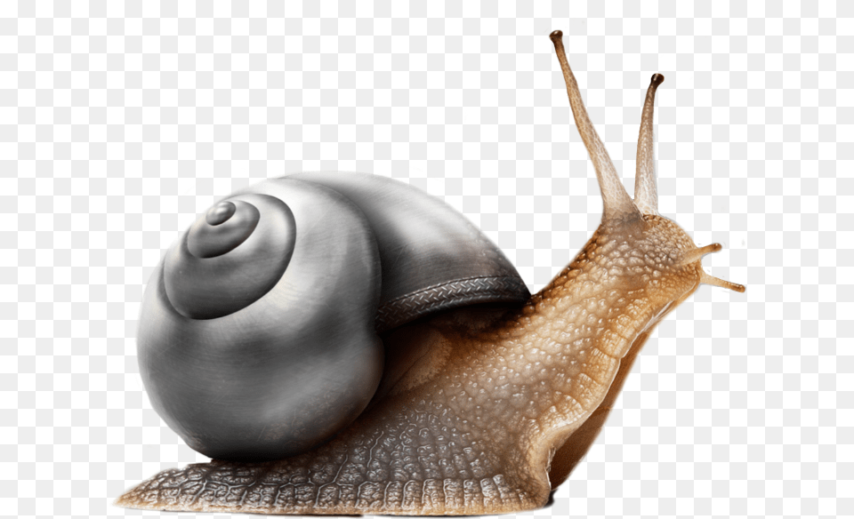 Snail Black Freetoedit Neue Arbeitswoche Lustig, Animal, Insect, Invertebrate Free Png Download