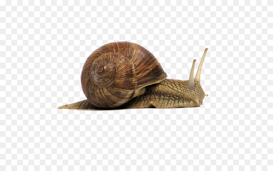 Snail Brown, Animal, Insect, Invertebrate Free Png
