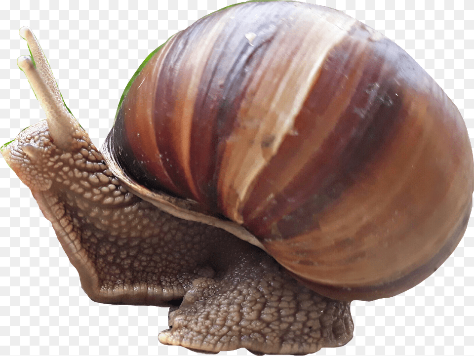 Snail Caracol Lymnaeidae, Animal, Insect, Invertebrate Png Image