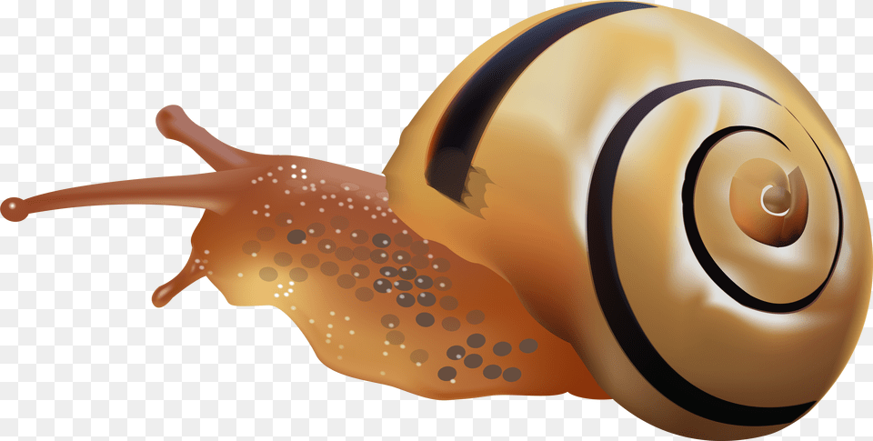 Snail Clip Art Polymita Free Png