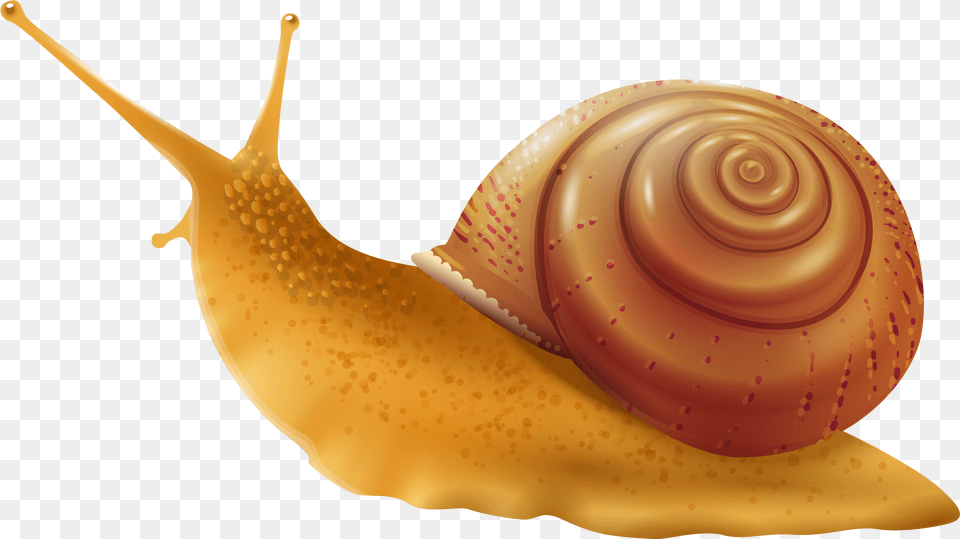 Snail Clip Art Snail, Animal, Invertebrate Free Transparent Png