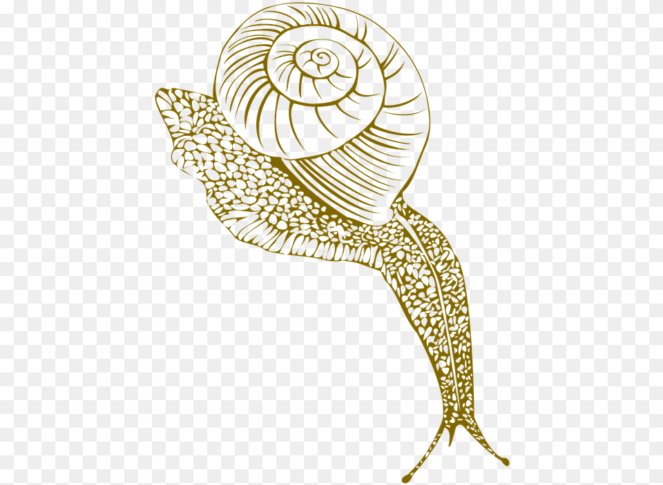 Snail Conch Shell Moist Corner Portable Network Graphics, Animal, Invertebrate Png Image