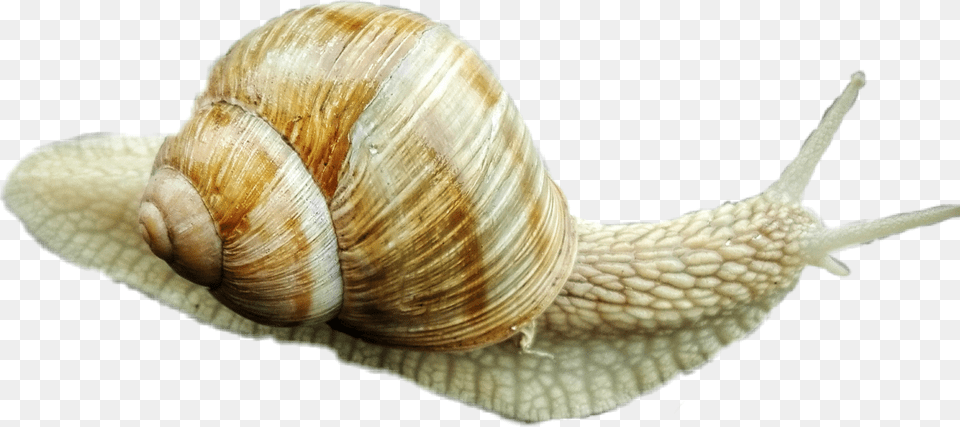 Snail Cutout Picsart Lymnaeidae, Animal, Insect, Invertebrate, Sea Life Free Transparent Png