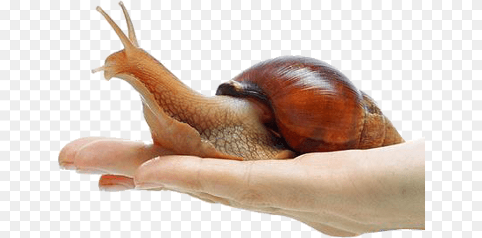 Snail Download Giant African Snail, Animal, Invertebrate, Lizard, Reptile Free Png