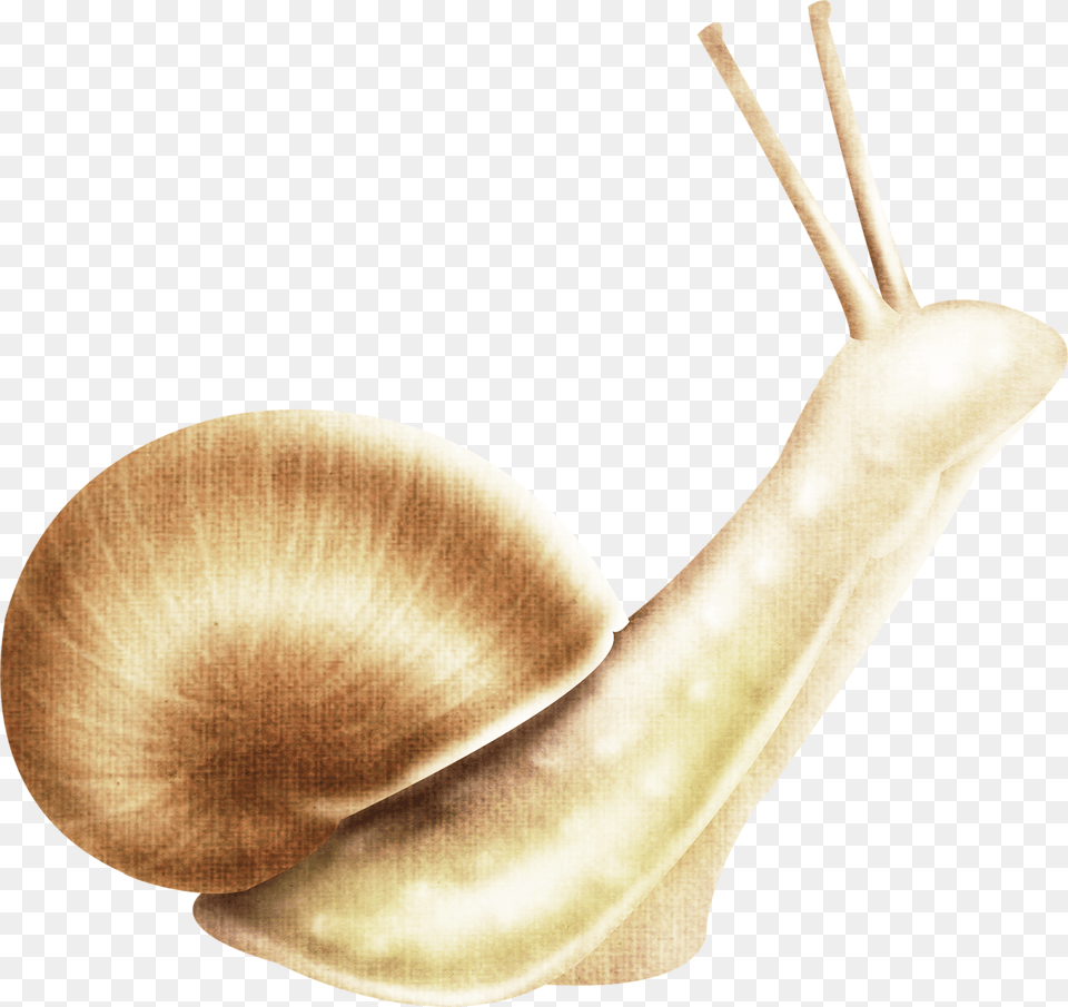 Snail Download Transparent Escargot, Animal, Invertebrate, Baby, Person Png Image