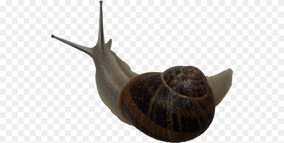 Snail Gastropods, Animal, Invertebrate, Insect Free Transparent Png