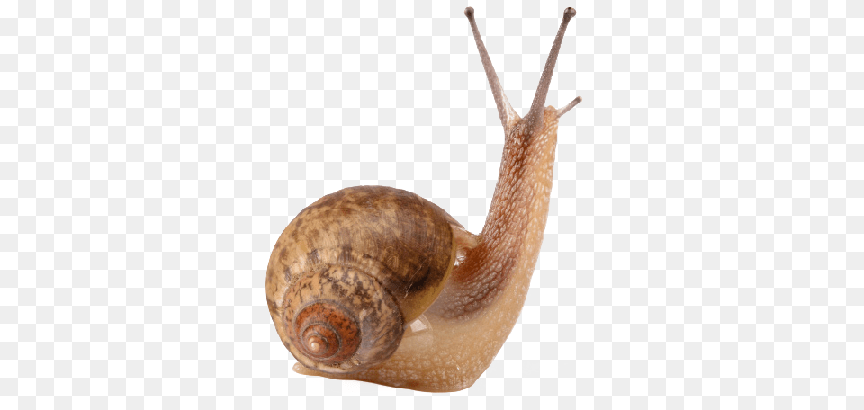Snail Free 4 Pics 1 Word Shell, Animal, Insect, Invertebrate Png Image