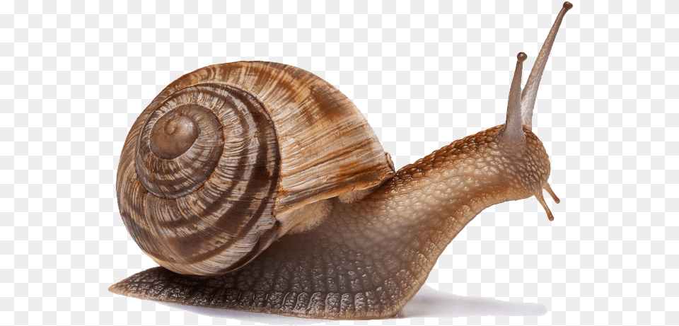 Snail Gastropods, Animal, Insect, Invertebrate Png Image