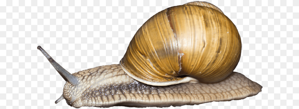 Snail Gastropods, Animal, Insect, Invertebrate Png