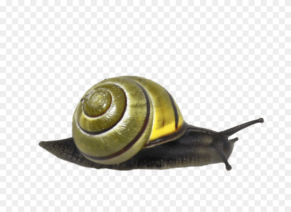 Snail Green, Animal, Insect, Invertebrate Png Image