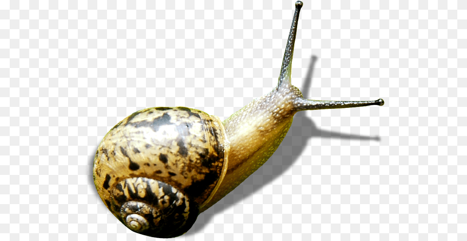 Snail Green Gastropods, Animal, Insect, Invertebrate Png Image