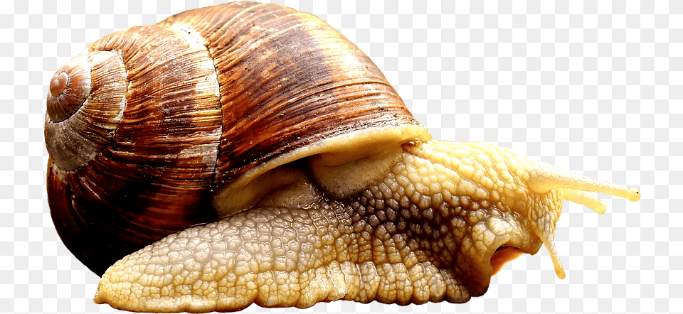 Snail Image Animals That Crawl, Animal, Insect, Invertebrate Free Png Download