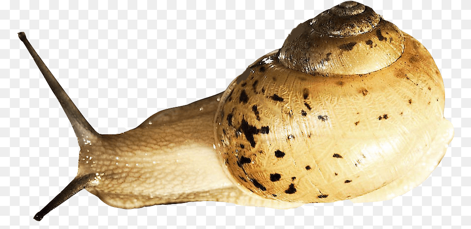 Snail Image Caracoles De Mar, Animal, Invertebrate, Insect Png