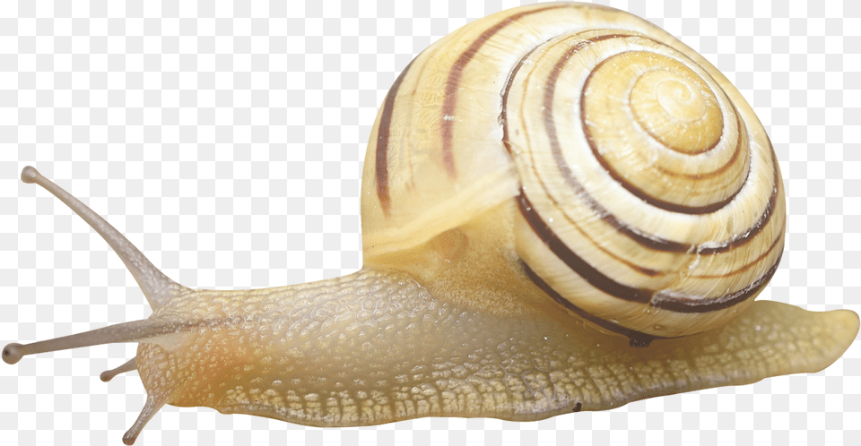 Snail Image Snail Transparent, Animal, Insect, Invertebrate Free Png