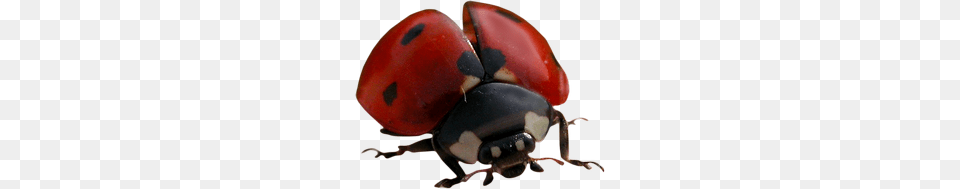 Snail Ladybug Images, Animal, Clothing, Hardhat, Helmet Png