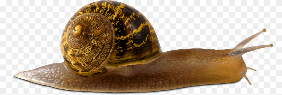 Snail Long, Animal, Invertebrate, Insect Free Transparent Png