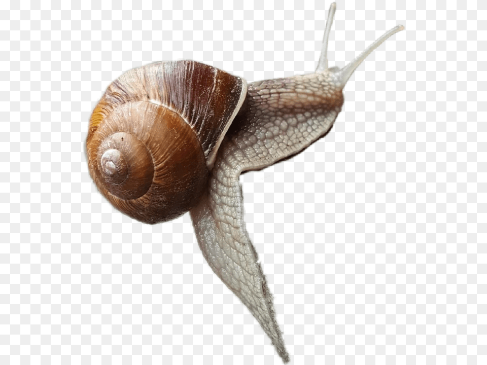Snail Lymnaeidae, Animal, Insect, Invertebrate Png Image