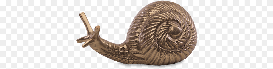 Snail Paper Weight Sea Snail, Animal, Insect, Invertebrate, Smoke Pipe Free Png