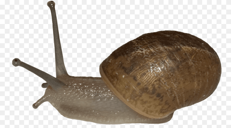 Snail Photography Snail Transparent, Animal, Invertebrate, Smoke Pipe, Egg Free Png