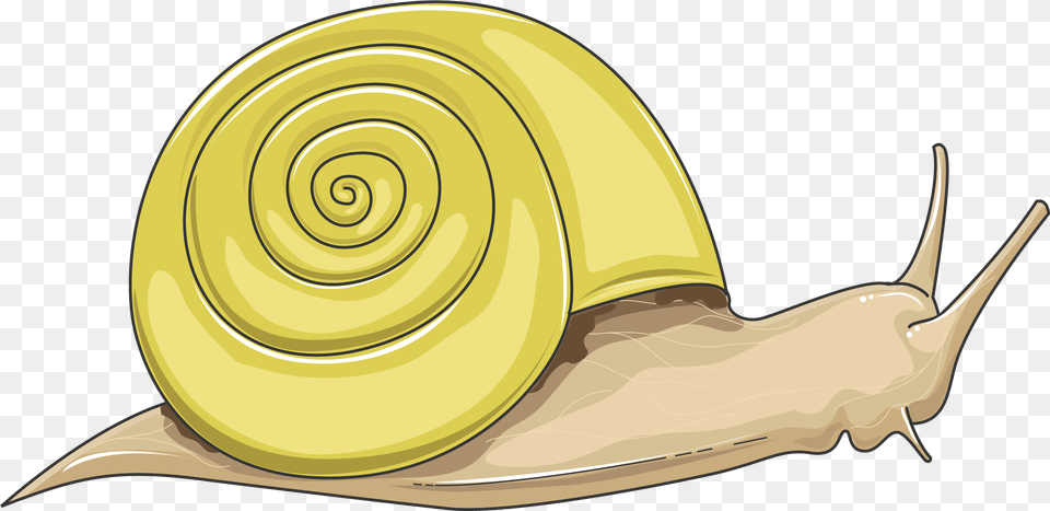 Snail Servier Medical Art Snail, Animal, Invertebrate, Clothing, Hardhat Free Png Download