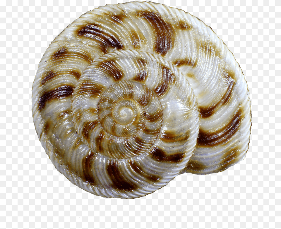 Snail Shell, Animal, Clam, Food, Insect Free Png Download