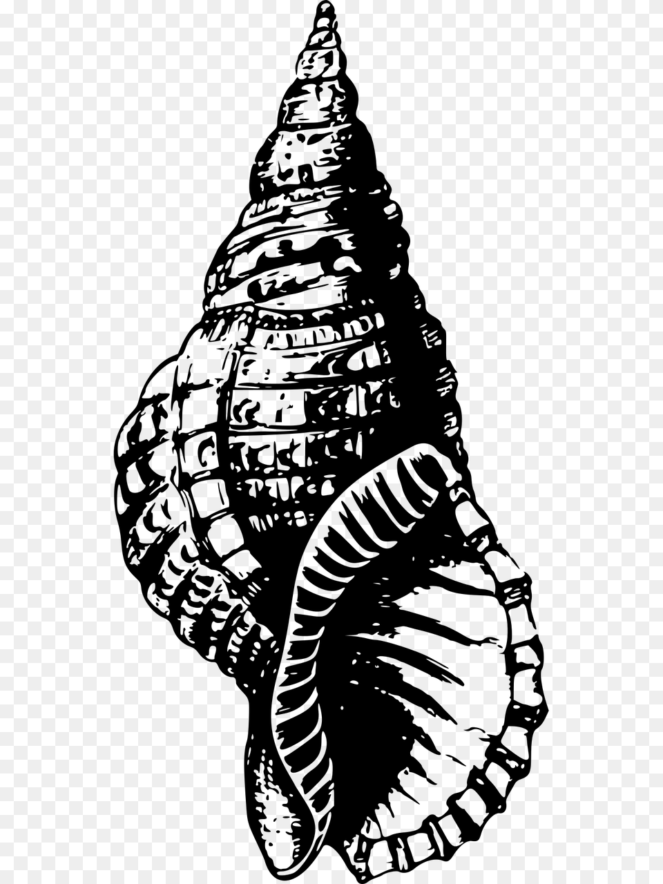Snail Shell Black And White, Gray Free Transparent Png