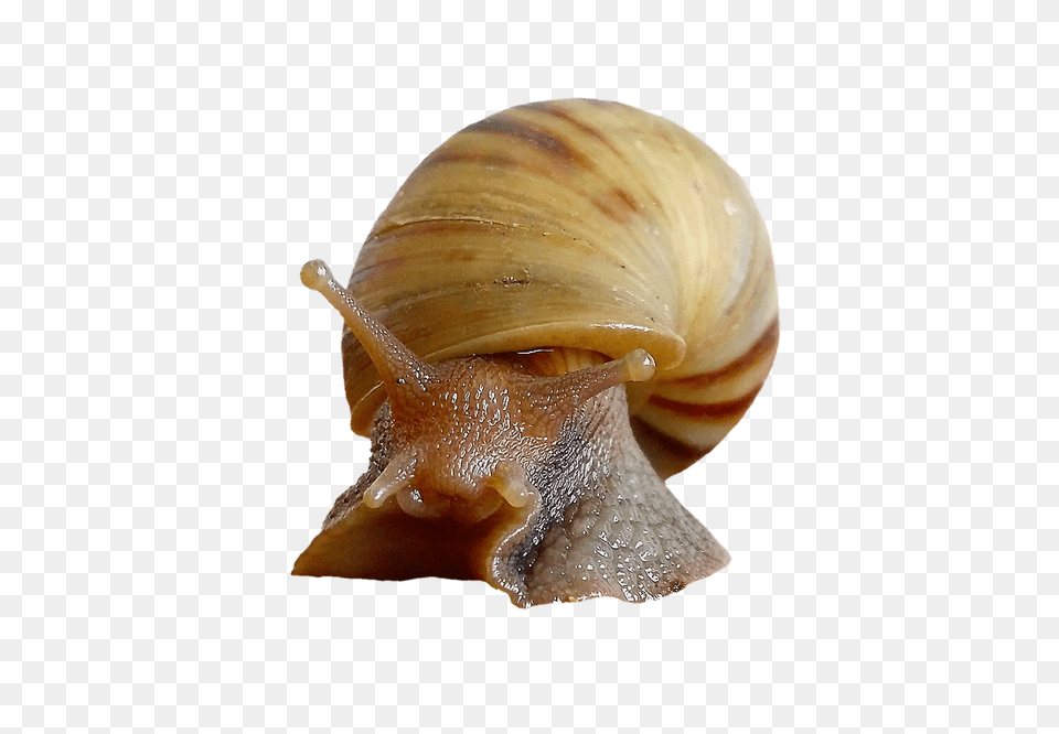 Snail Shell Molluscs Moluscos, Animal, Insect, Invertebrate, Sea Life Png Image